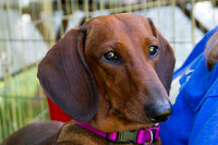 DachRolls Visit