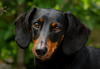 Dachshunds