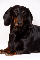 Upton Furfamily - Mar 2014