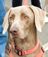 DC Area Weimaraner Rescue