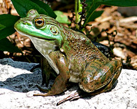 Frogs, Fish & Friends